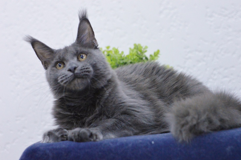 Dorothea Akbars - Kitten maine-coon 6 months 3 weeks