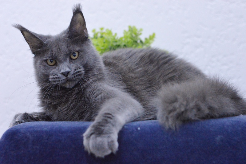 Dorothea Akbars - Kitten maine-coon 6 months 3 weeks