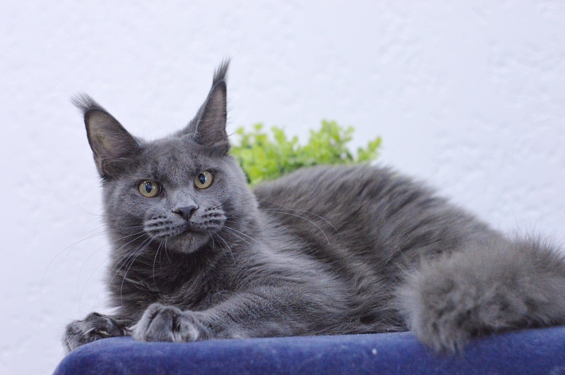 Dorothea Akbars - Kitten maine-coon 6 months 3 weeks