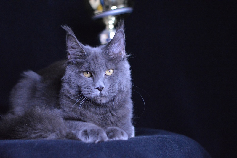 Dorothea Akbars - Kitten maine-coon 6 months 3 weeks