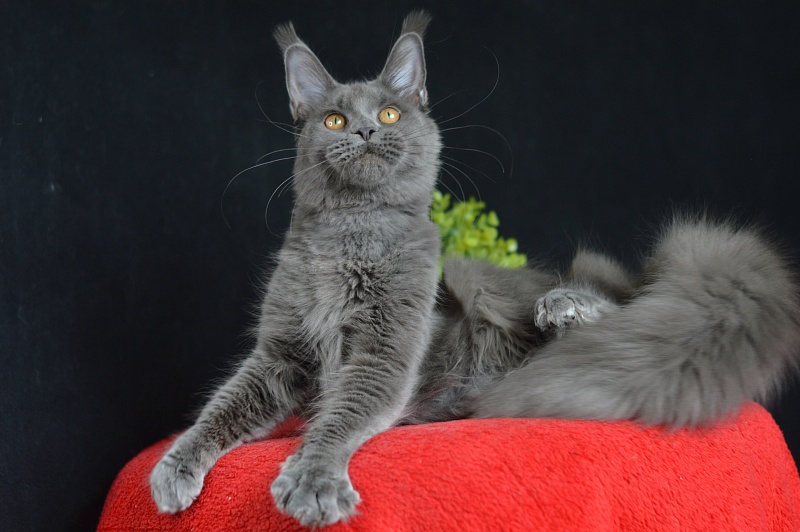 Dorothea Akbars - Junior maine-coon 7 months