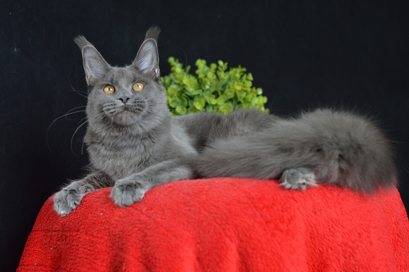 Dorothea Akbars - Junior maine-coon 7 months