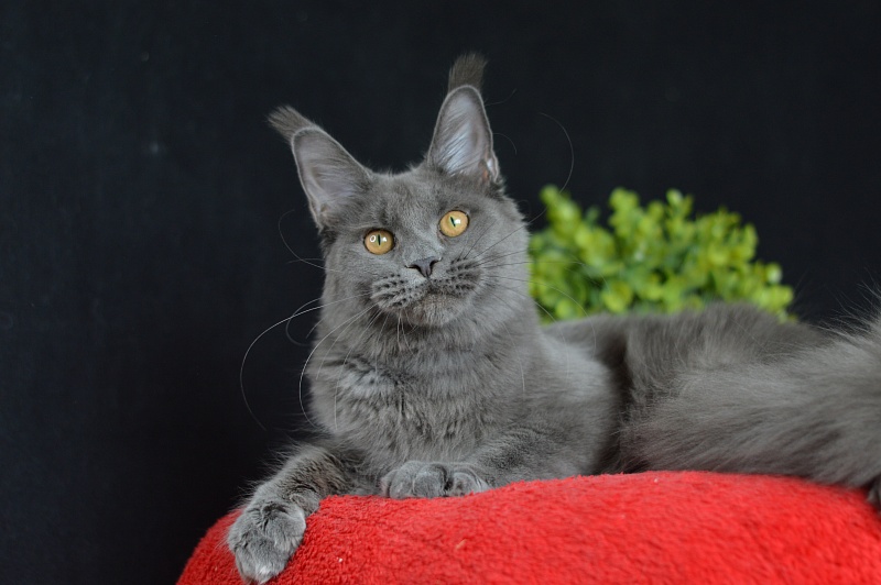 Dorothea Akbars - Junior maine-coon 7 months