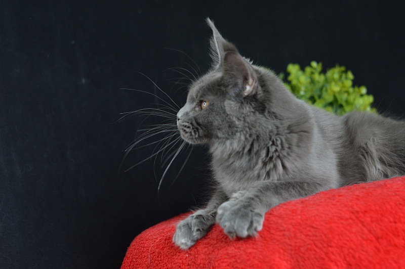 Dorothea Akbars - Junior maine-coon 7 months