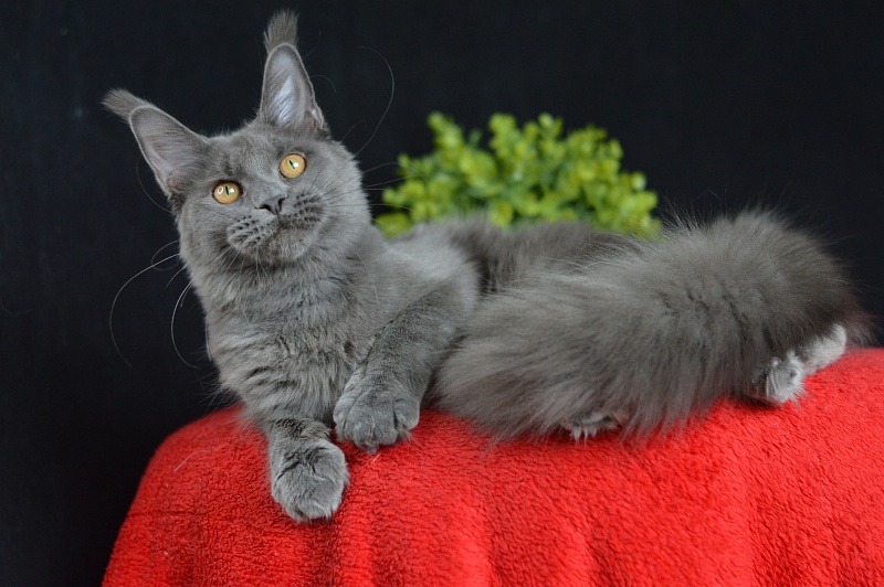 Dorothea Akbars - Junior maine-coon 7 months