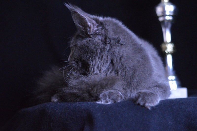 Dorothea Akbars - Kitten maine-coon 6 months 3 weeks