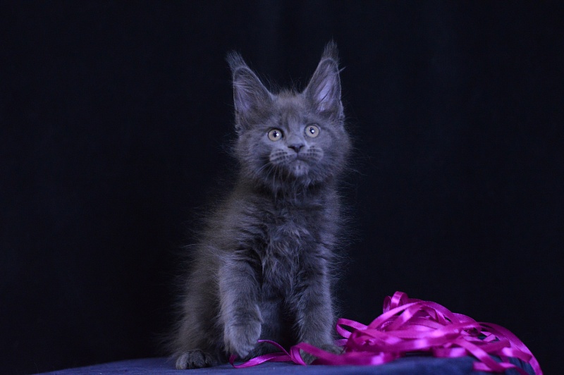 Dorothea Akbars - Kitten maine-coon 2 months 1 week