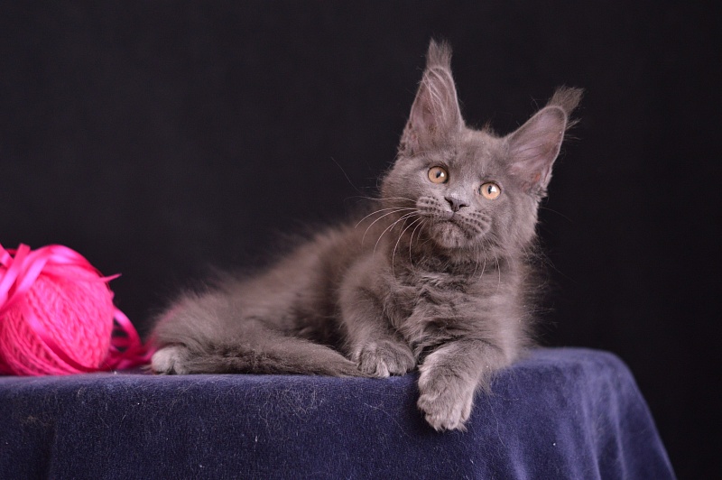 Dorothea Akbars - Kitten maine-coon 2 months 3.5 weeks
