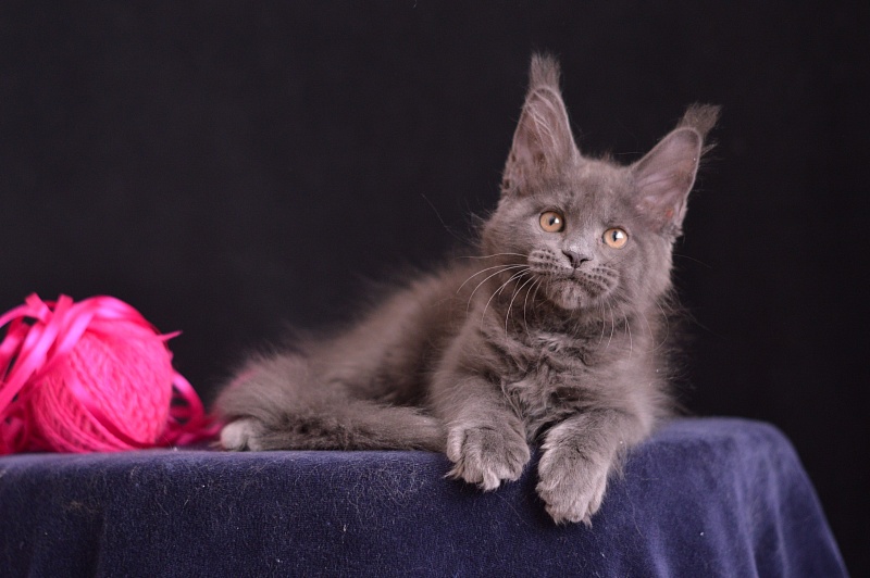 Dorothea Akbars - Kitten maine-coon 2 months 3.5 weeks