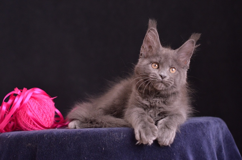 Dorothea Akbars - Kitten maine-coon 2 months 3.5 weeks