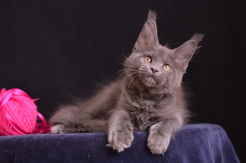 Dorothea Akbars - Kitten maine-coon 2 months 3.5 weeks