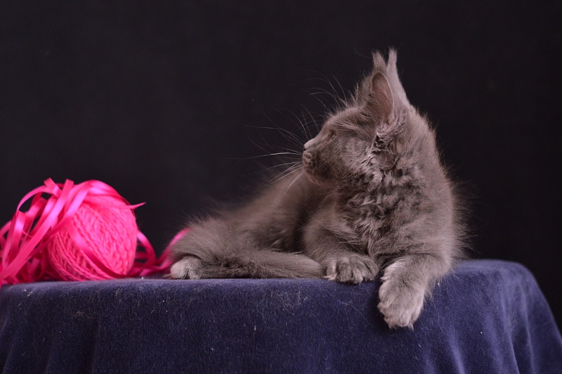 Dorothea Akbars - Kitten maine-coon 2 months 3.5 weeks