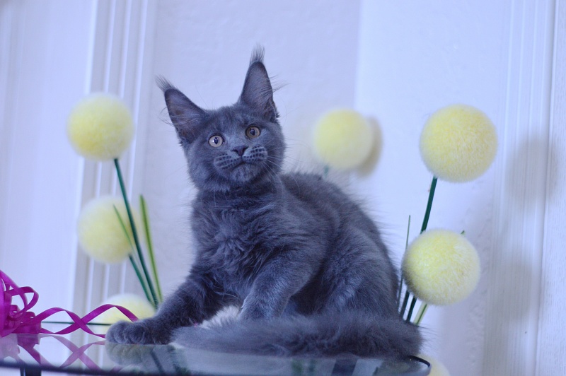 Dorothea Akbars - Kitten maine-coon 3 months 1.5 week