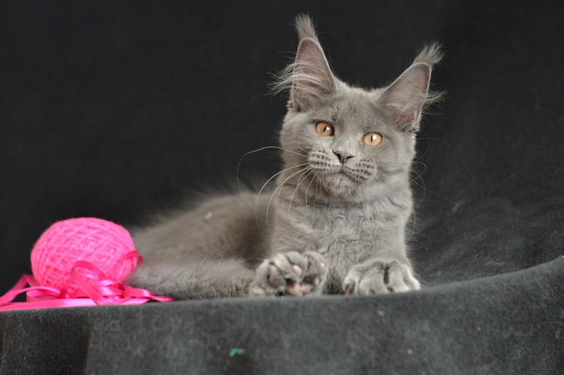 Dorothea Akbars - Kitten maine-coon 3 months 2.5 weeks