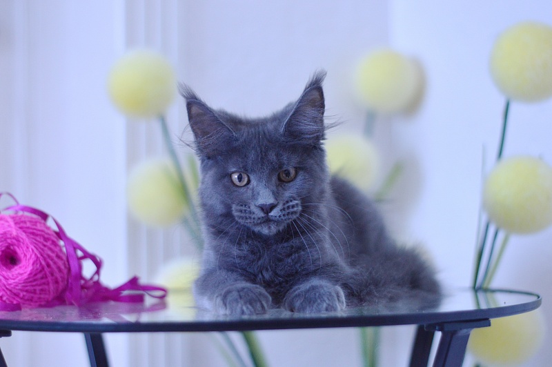 Dorothea Akbars - Kitten maine-coon 3 months 1.5 week