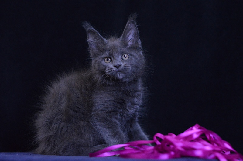 Dorothea Akbars - Kitten maine-coon 2 months 1 week
