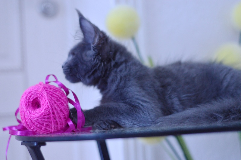Dorothea Akbars - Kitten maine-coon 3 months 1.5 week