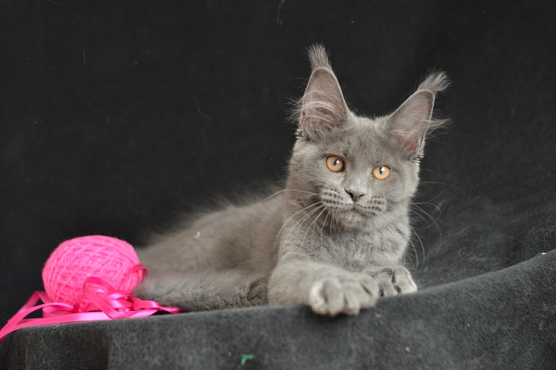 Dorothea Akbars - Kitten maine-coon 3 months 2.5 weeks