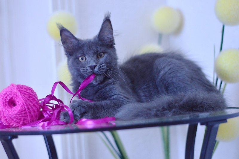 Dorothea Akbars - Kitten maine-coon 3 months 1.5 week