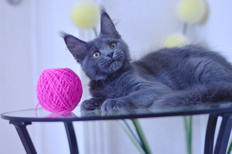 Dorothea Akbars - Kitten maine-coon 3 months 1.5 week