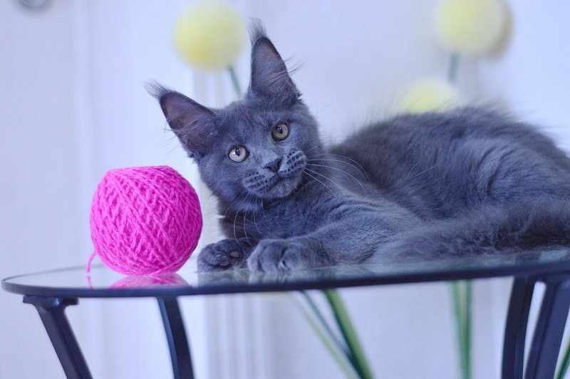 Dorothea Akbars - Kitten maine-coon 3 months 1.5 week