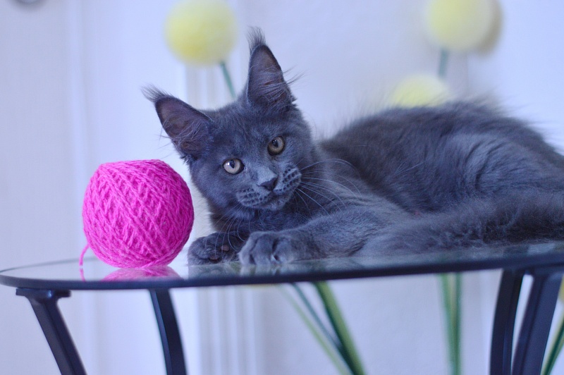 Dorothea Akbars - Kitten maine-coon 3 months 1.5 week