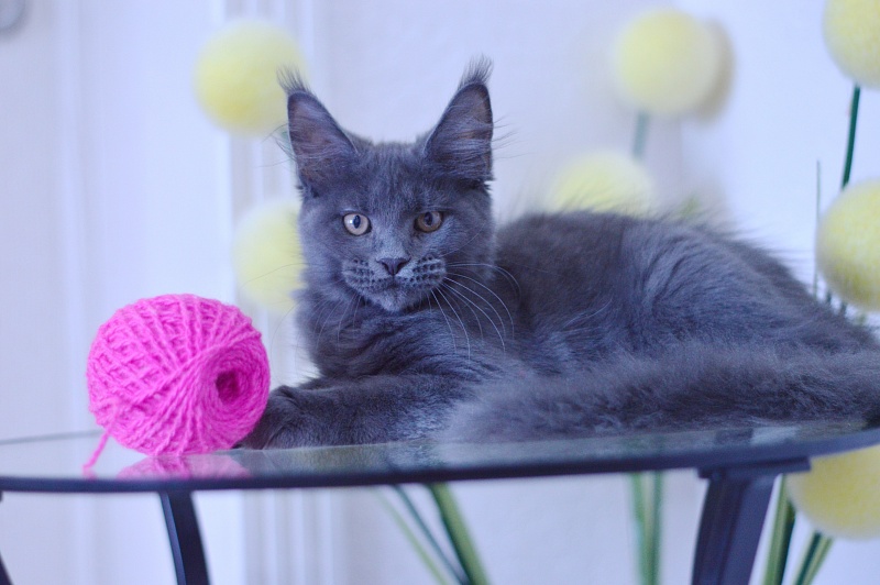 Dorothea Akbars - Kitten maine-coon 3 months 1.5 week