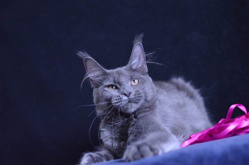 Dorothea Akbars - Kitten maine-coon 5 months