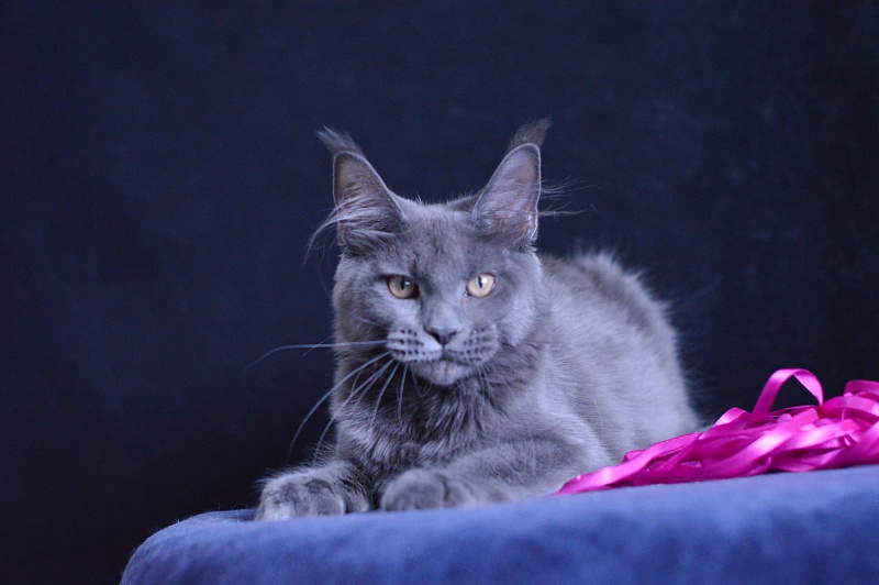 Dorothea Akbars - Kitten maine-coon 5 months