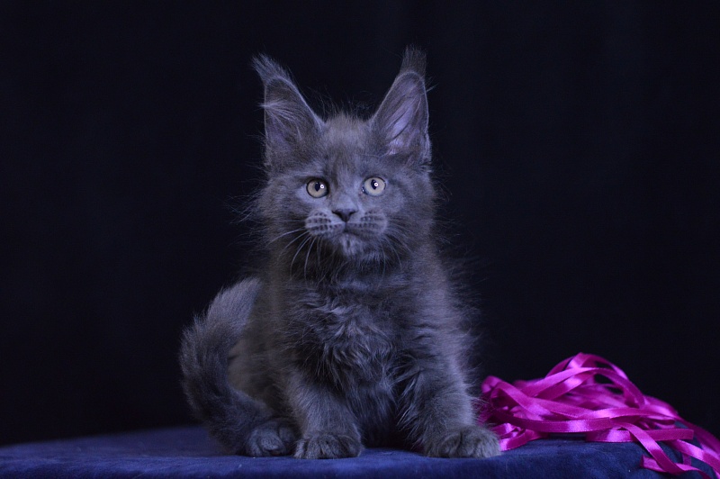 Dorothea Akbars - Kitten maine-coon 2 months 1 week
