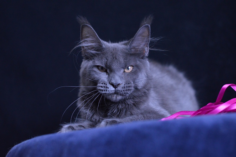 Dorothea Akbars - Kitten maine-coon 5 months