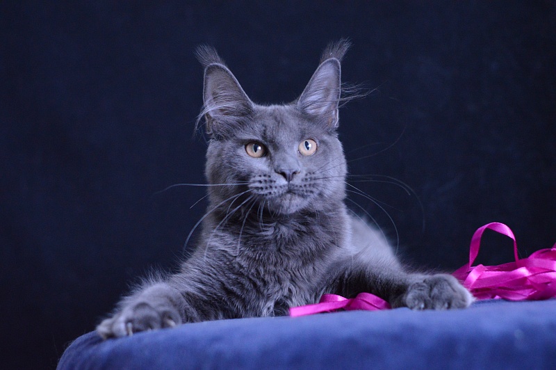 Dorothea Akbars - Kitten maine-coon 5 months