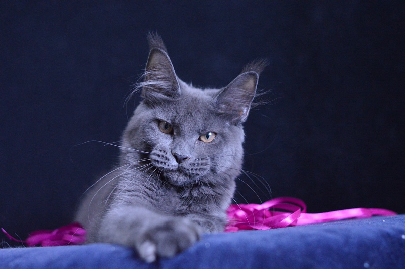 Dorothea Akbars - Kitten maine-coon 5 months