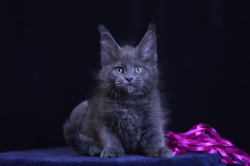 Dorothea Akbars - Kitten maine-coon 2 months 1 week