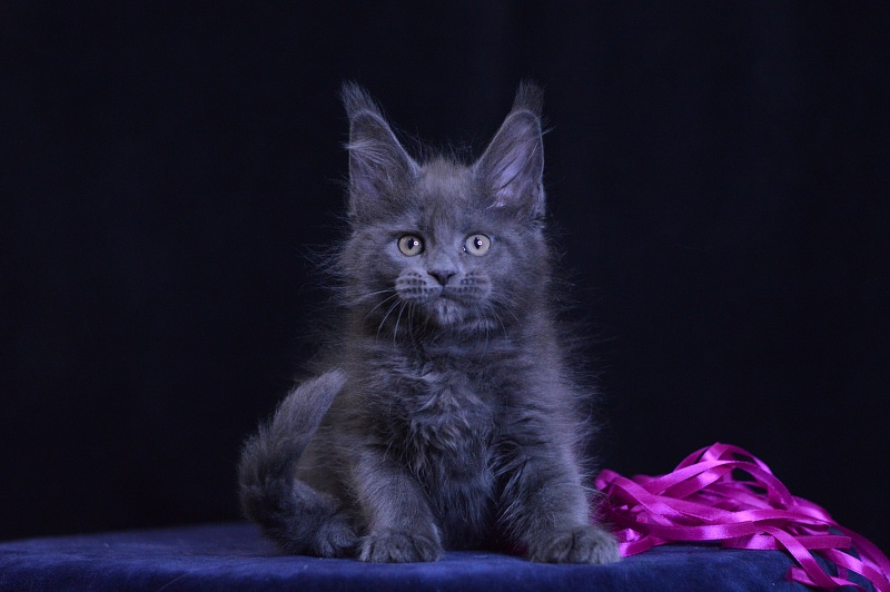 Dorothea Akbars - Kitten maine-coon 2 months 1 week