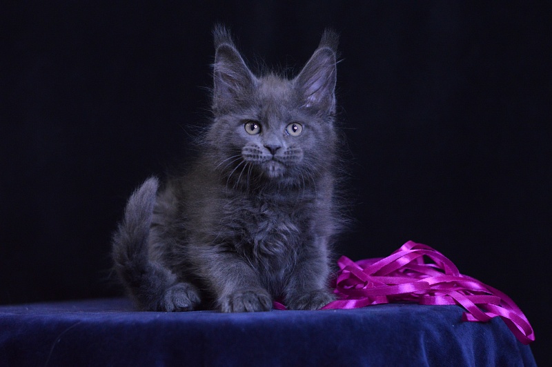 Dorothea Akbars - Kitten maine-coon 2 months 1 week