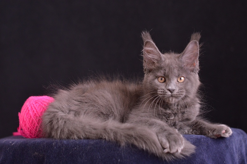 Dorothea Akbars - Kitten maine-coon 2 months 3.5 weeks