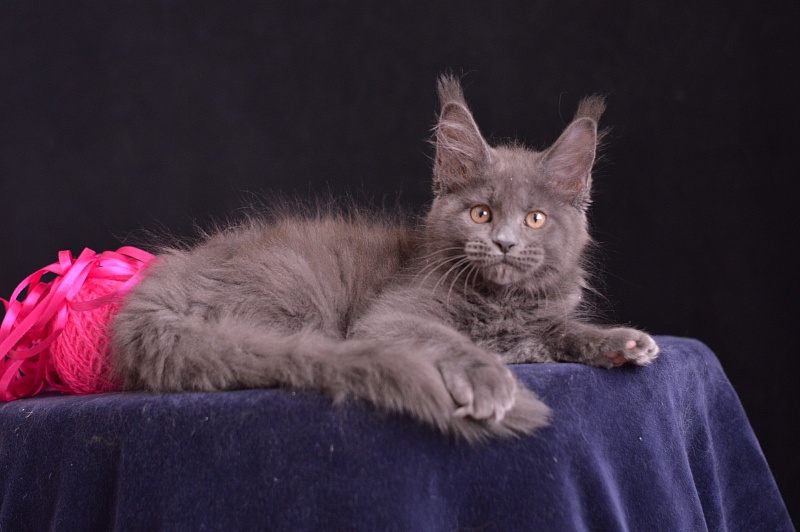 Dorothea Akbars - Kitten maine-coon 2 months 3.5 weeks