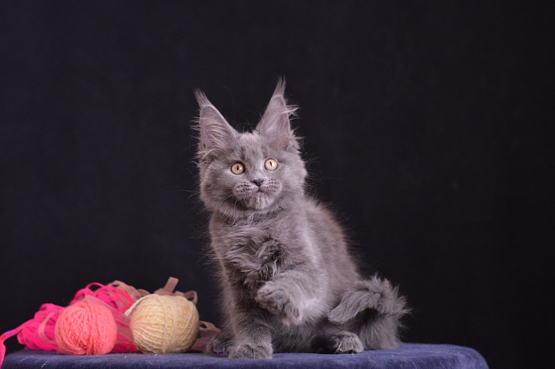 Darina Akbars - Kitten maine-coon 2 months 3.5 weeks