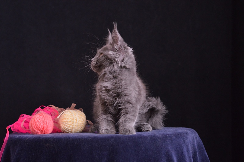 Darina Akbars - Kitten maine-coon 2 months 3.5 weeks