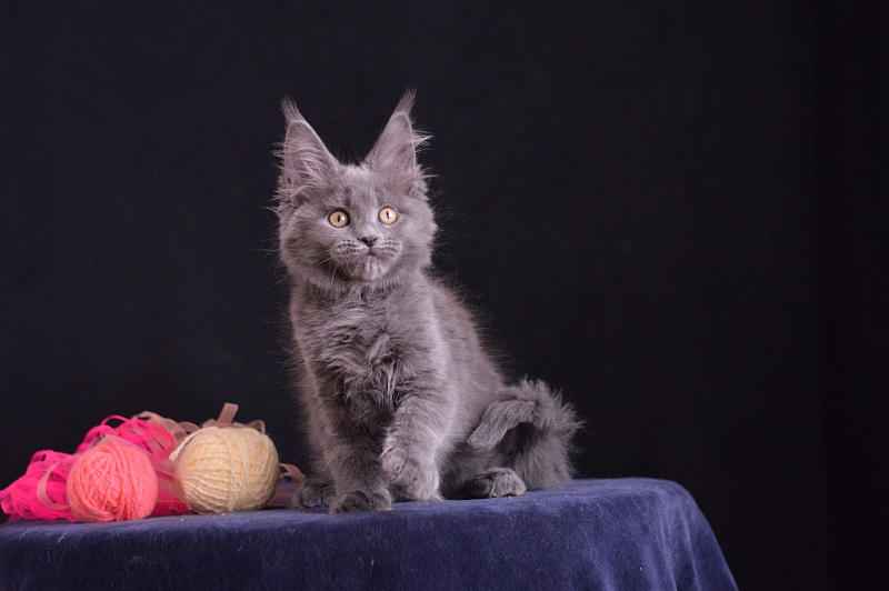 Darina Akbars - Kitten maine-coon 2 months 3.5 weeks