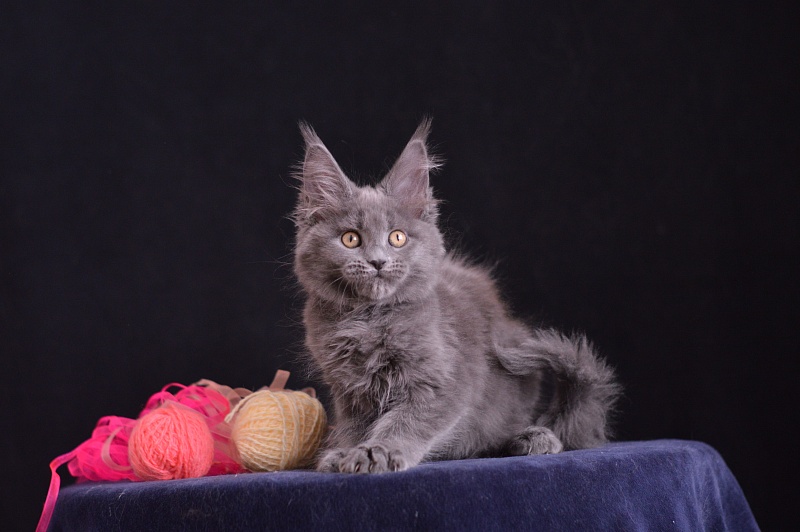 Darina Akbars - Kitten maine-coon 2 months 3.5 weeks