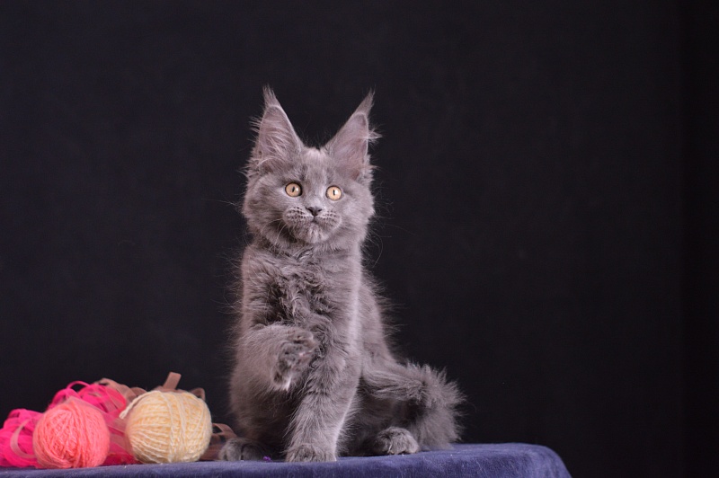 Darina Akbars - Kitten maine-coon 2 months 3.5 weeks