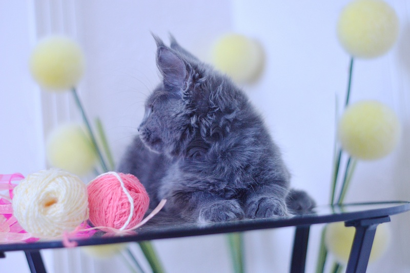 Darina Akbars - Kitten maine-coon 3 months 1.5 week