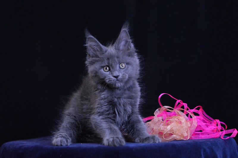 Darina Akbars - Kitten maine-coon 2 months 1 week