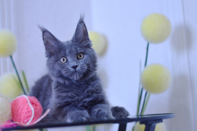 Darina Akbars - Kitten maine-coon 3 months 1.5 week