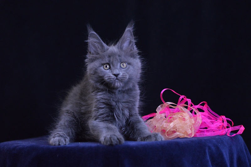 Darina Akbars - Kitten maine-coon 2 months 1 week