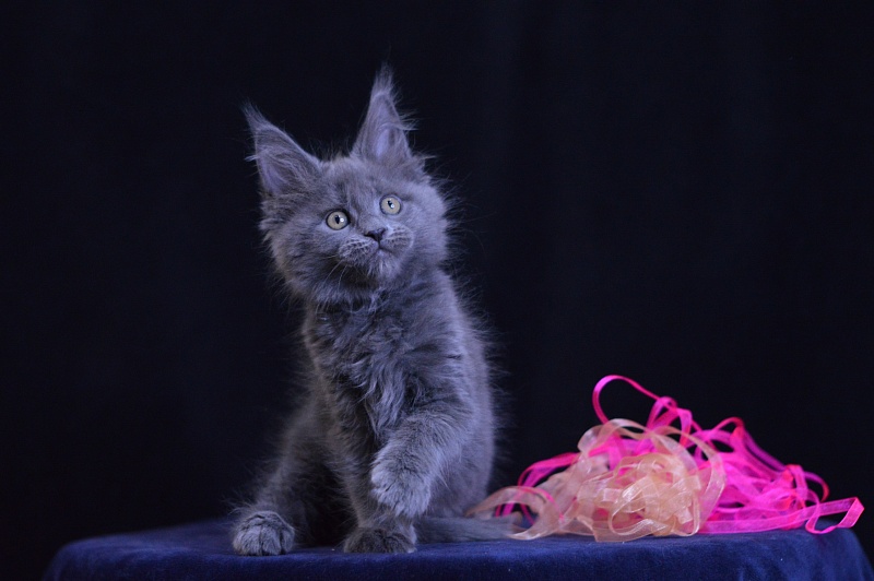 Darina Akbars - Kitten maine-coon 2 months 1 week