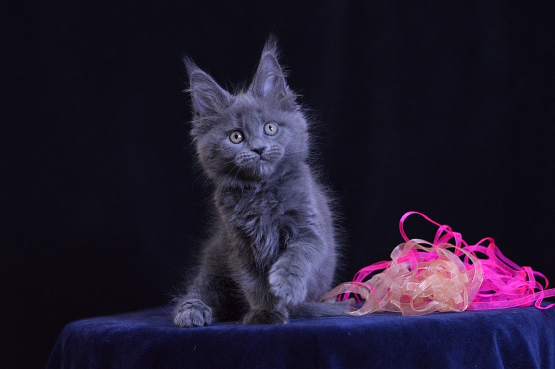 Darina Akbars - Kitten maine-coon 2 months 1 week