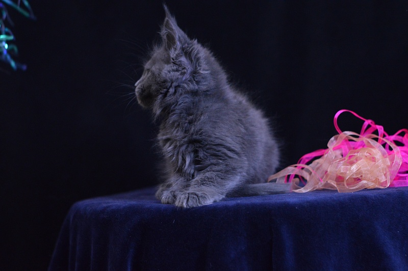 Darina Akbars - Kitten maine-coon 2 months 1 week